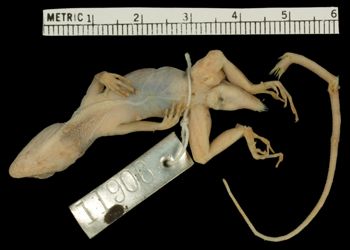 Media type: image;   Herpetology R-11906 Aspect: ventral